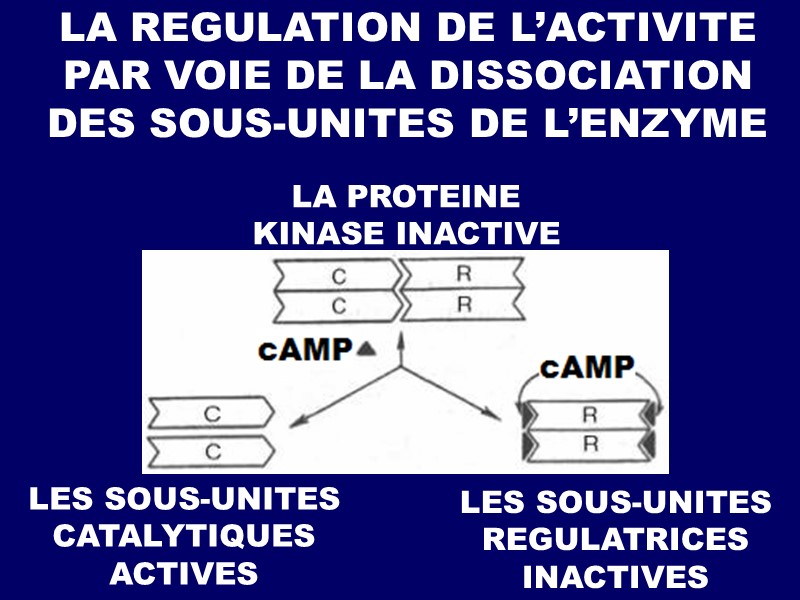 LA REGULATION DE L’ACTIVITE PAR VOIE DE LA DISSOCIATION DES SOUS-UNITES DE L’ENZYME 